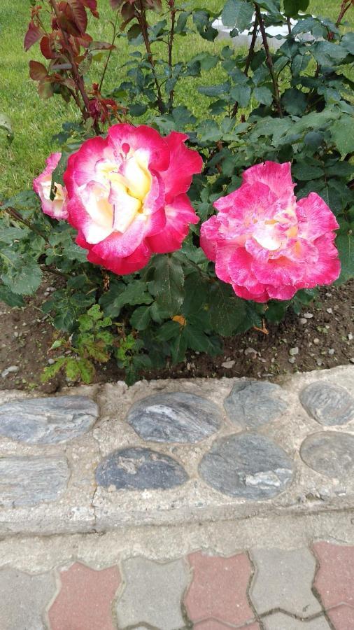 Pensiunea Casa Nina Cîrţişoara Exterior foto